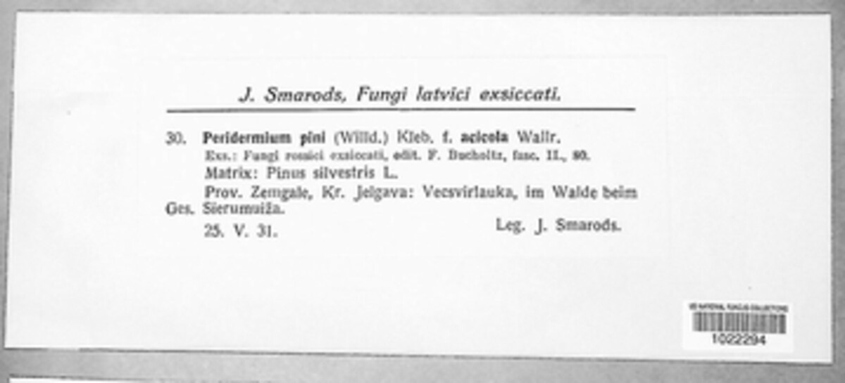 Cronartium pini image